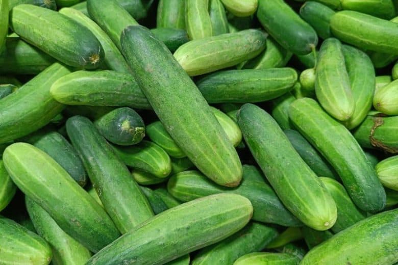 Cucumber